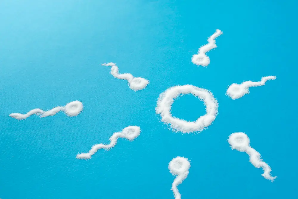 sperm cells