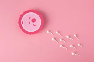 oocyte fertilization process