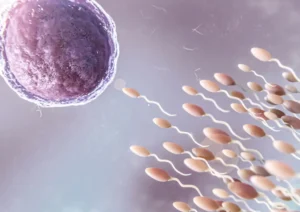 ovum fertilization by sperm
