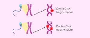 Sperm DNA Fragmentation